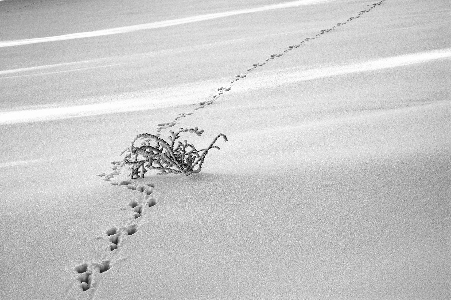 Imprints on snow