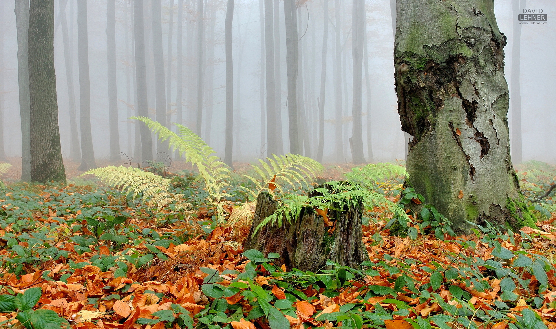 Autumn in forest