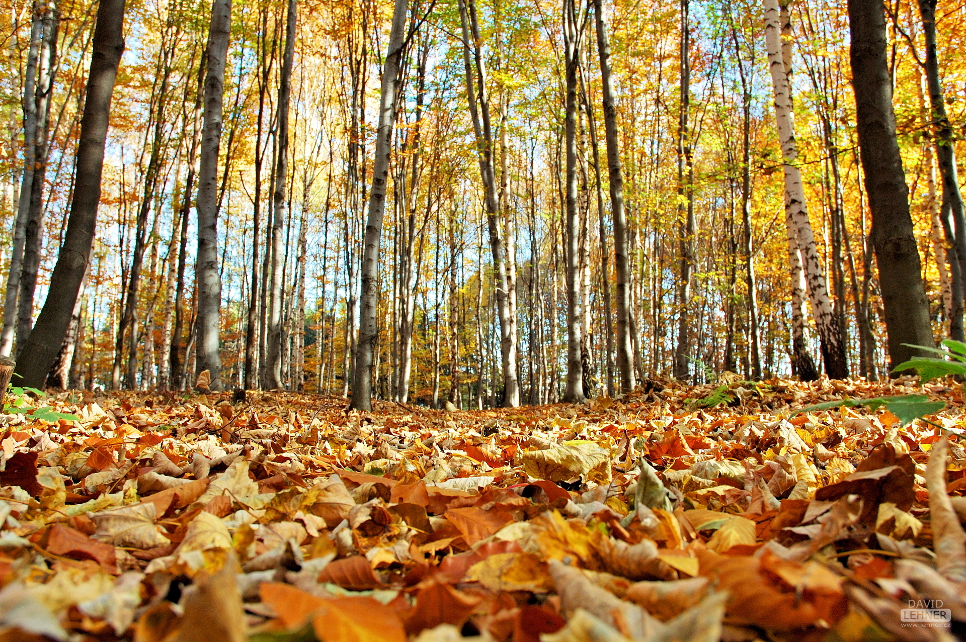 Autumn in forest