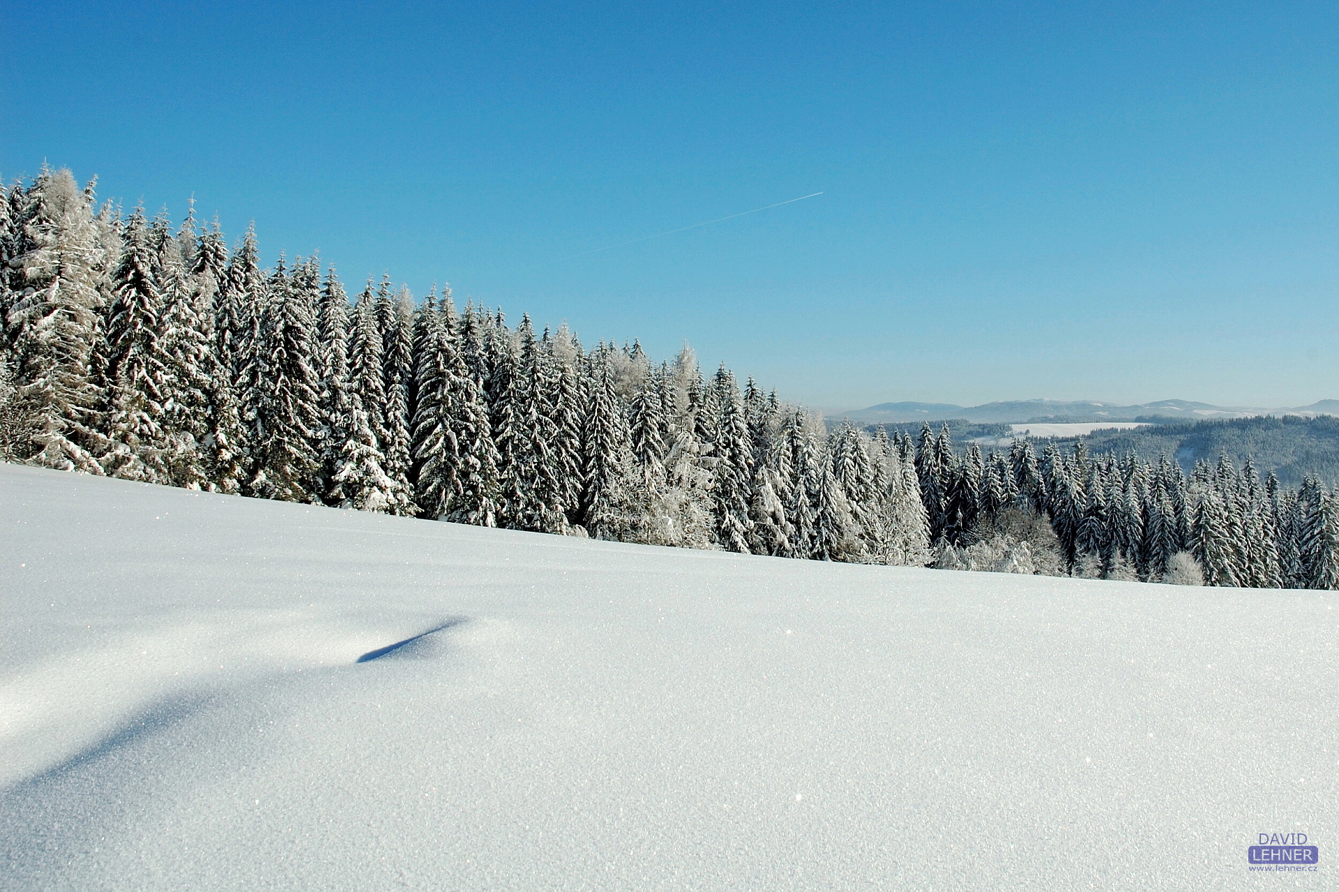Snowy forest