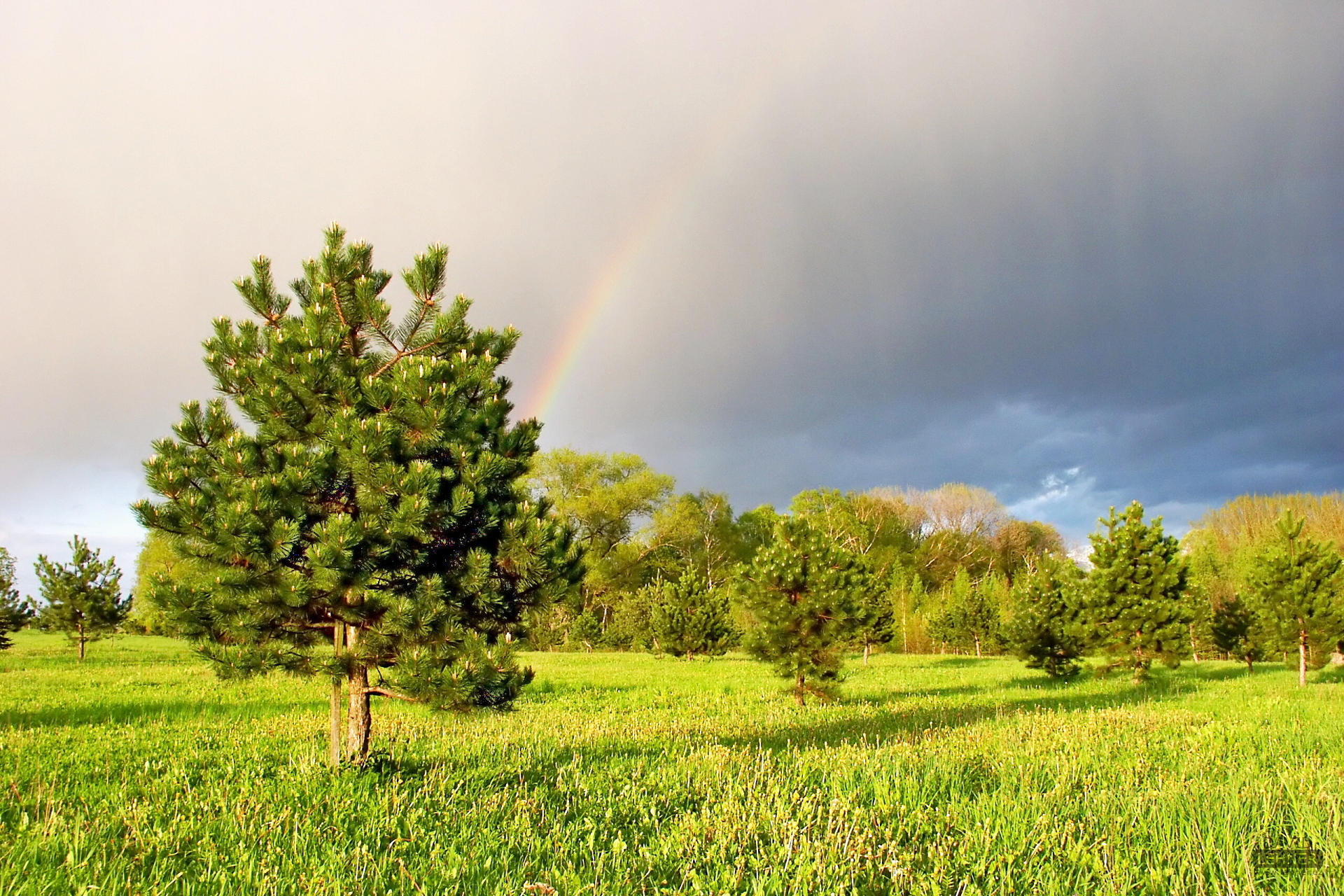 Rainbow and meadow
