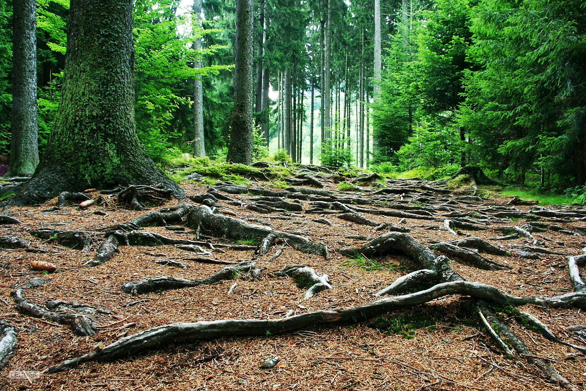 Forrest