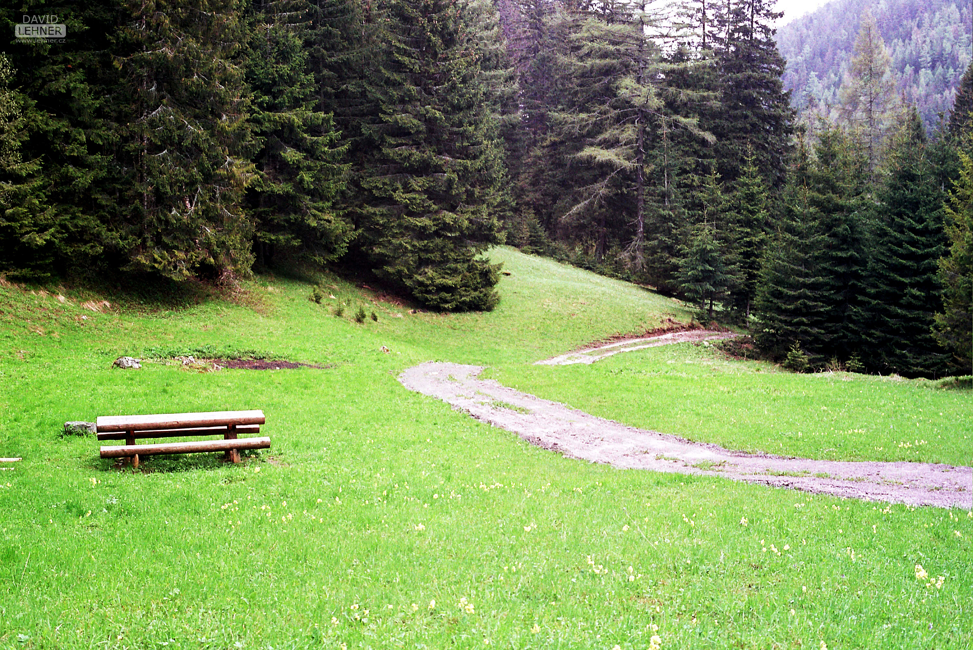 Forest