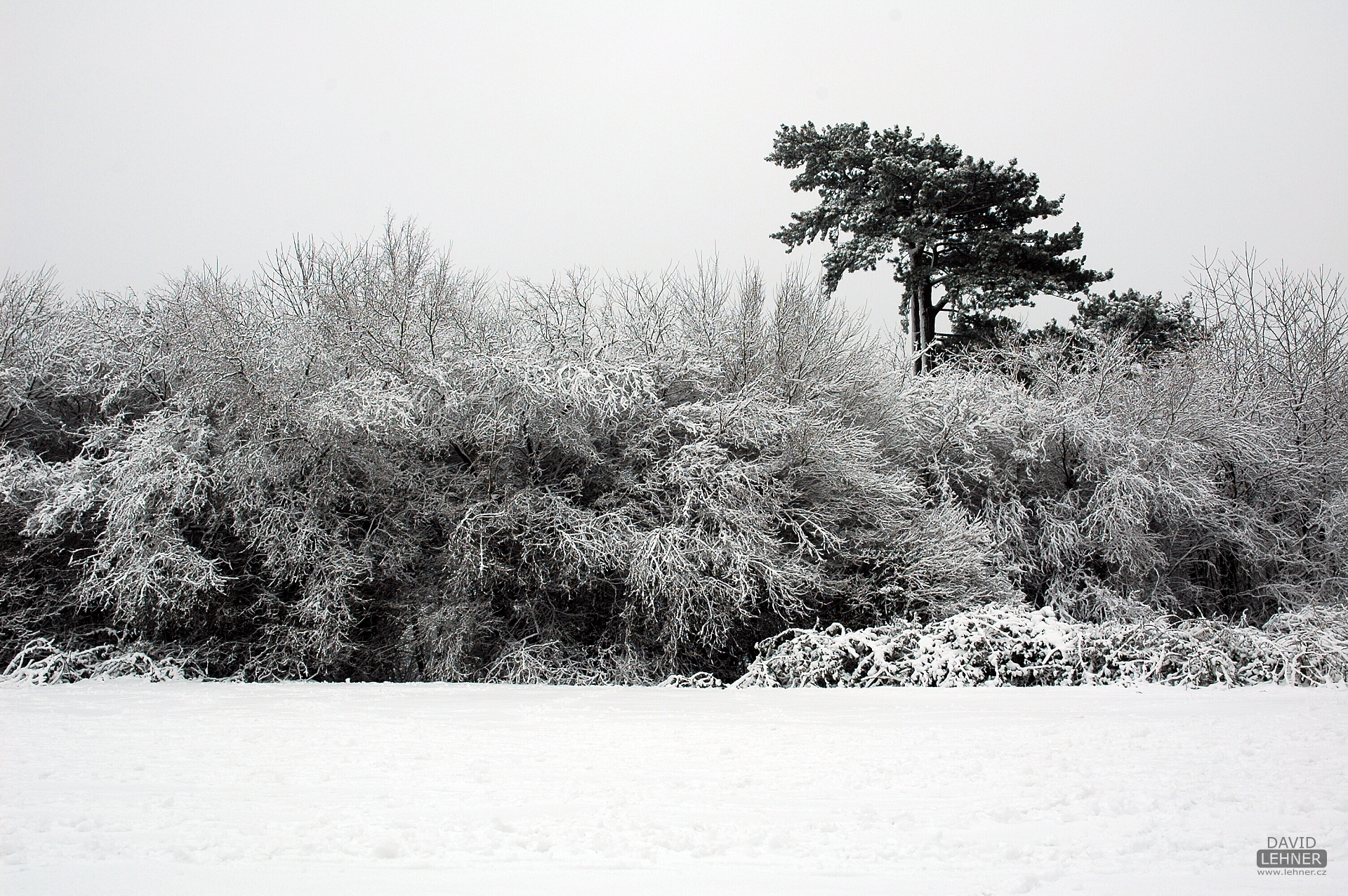 Cardiff Bute Park