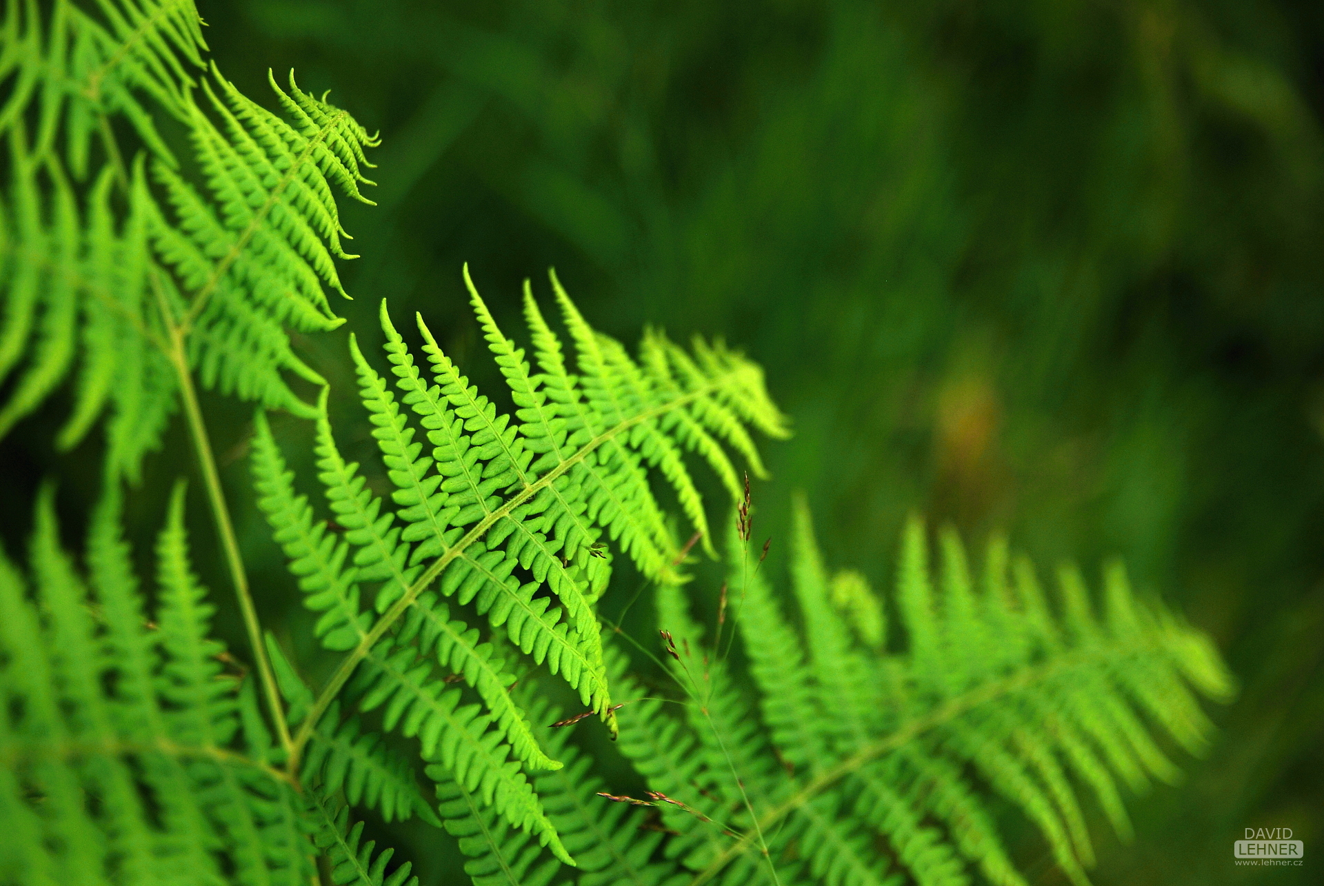 Fern