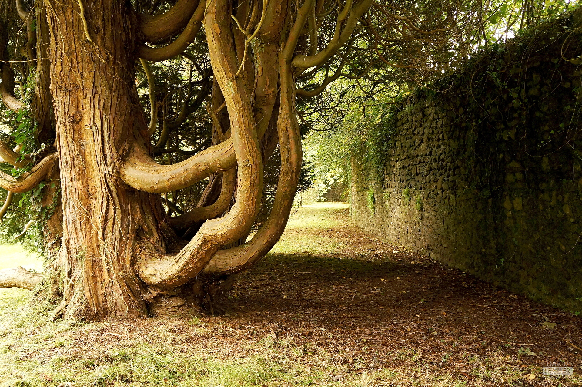 Tree in a park