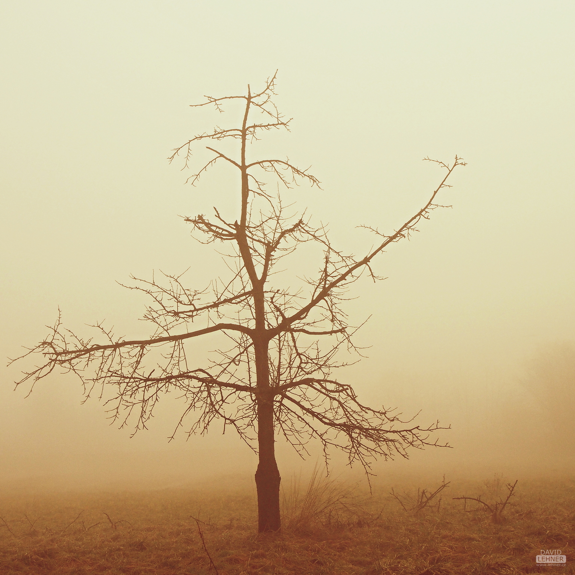 Misty tree