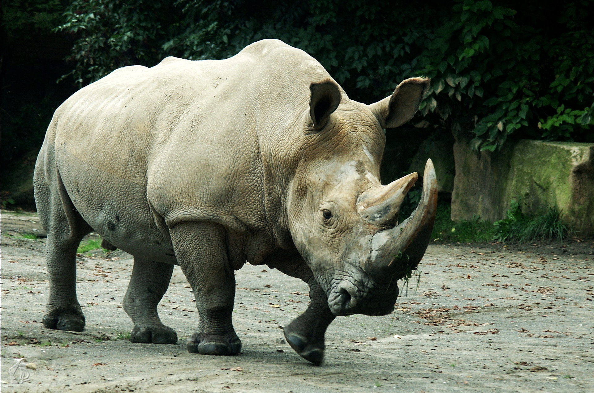 Rhino