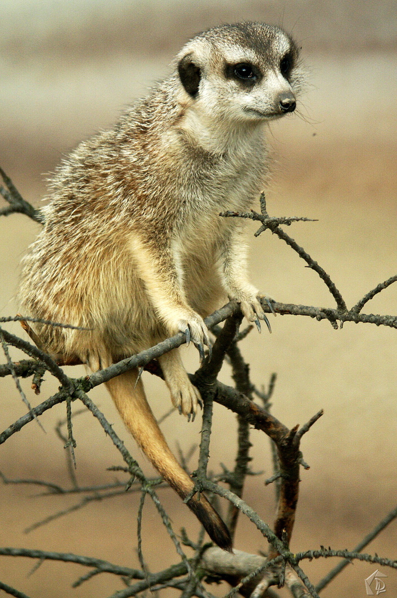 Meerkat