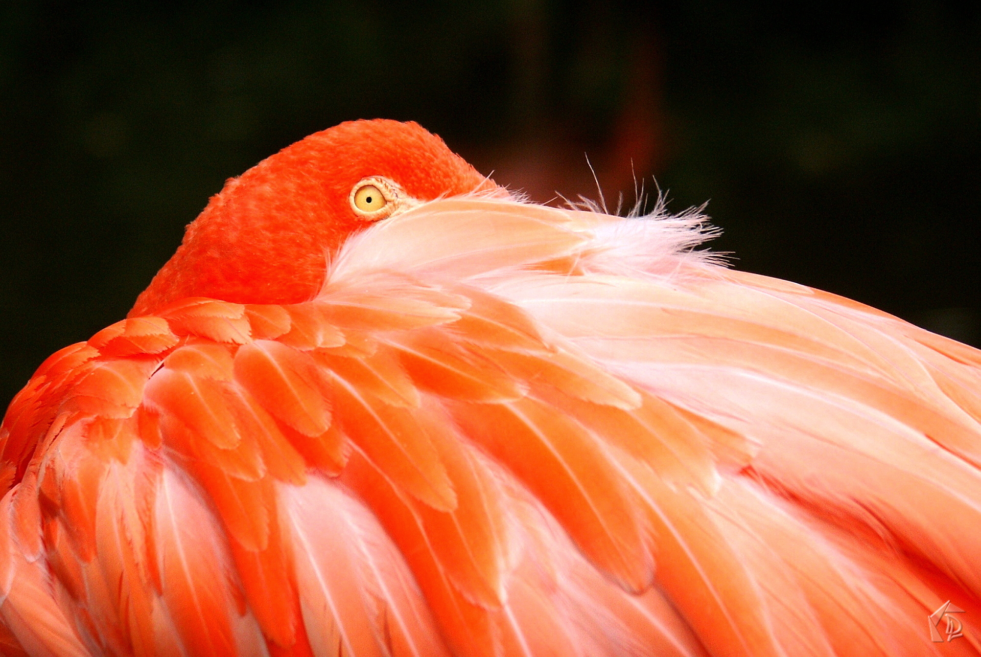 Flamingo