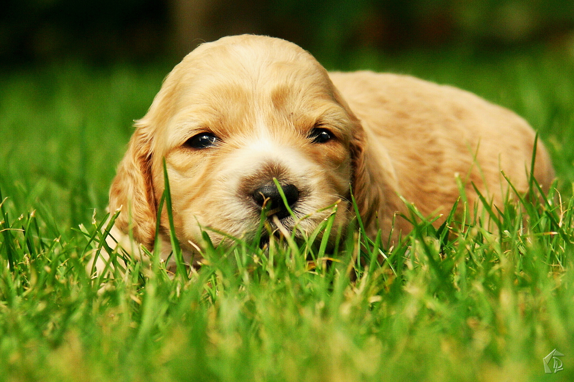 puppy