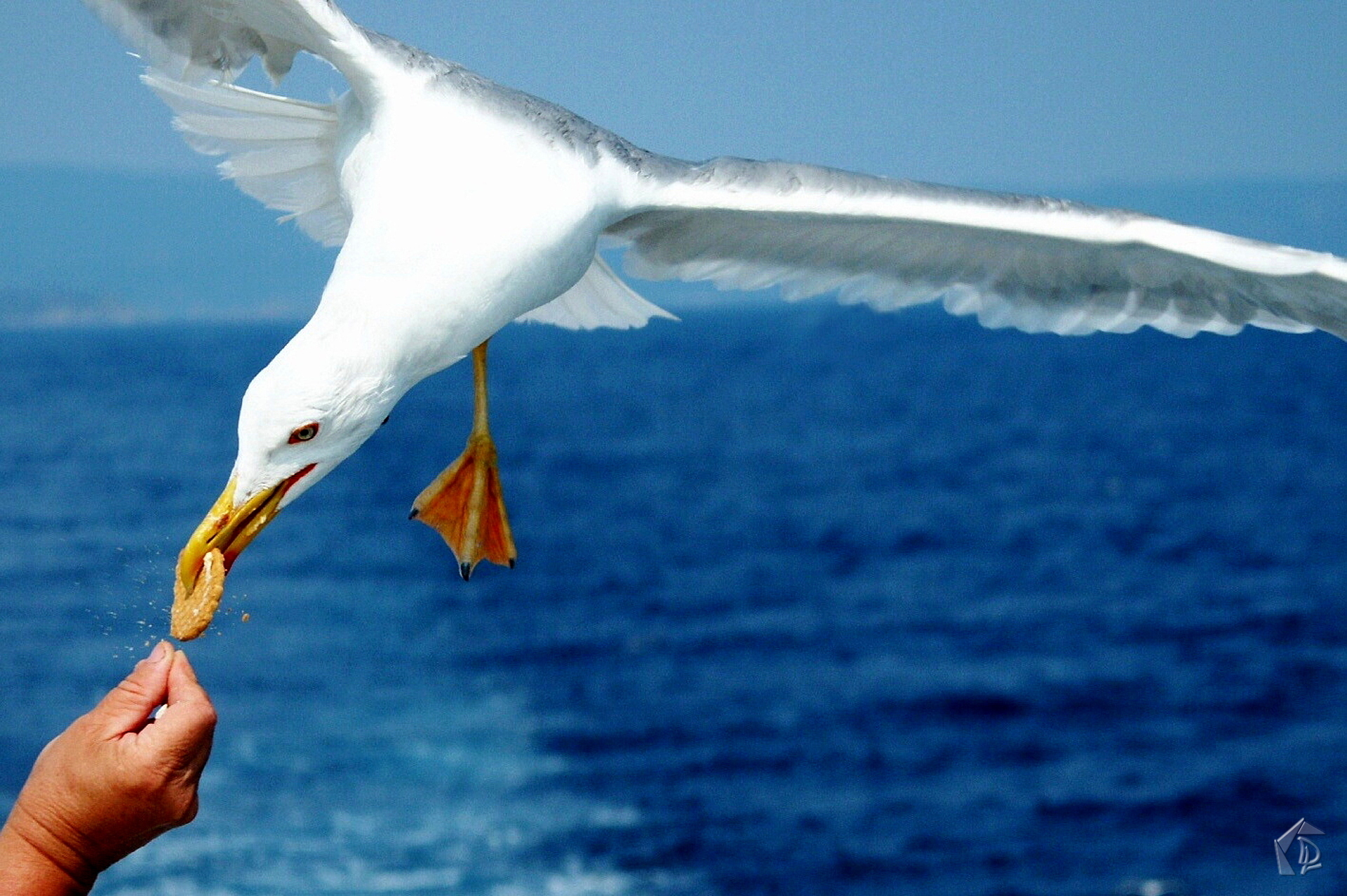 Seagull