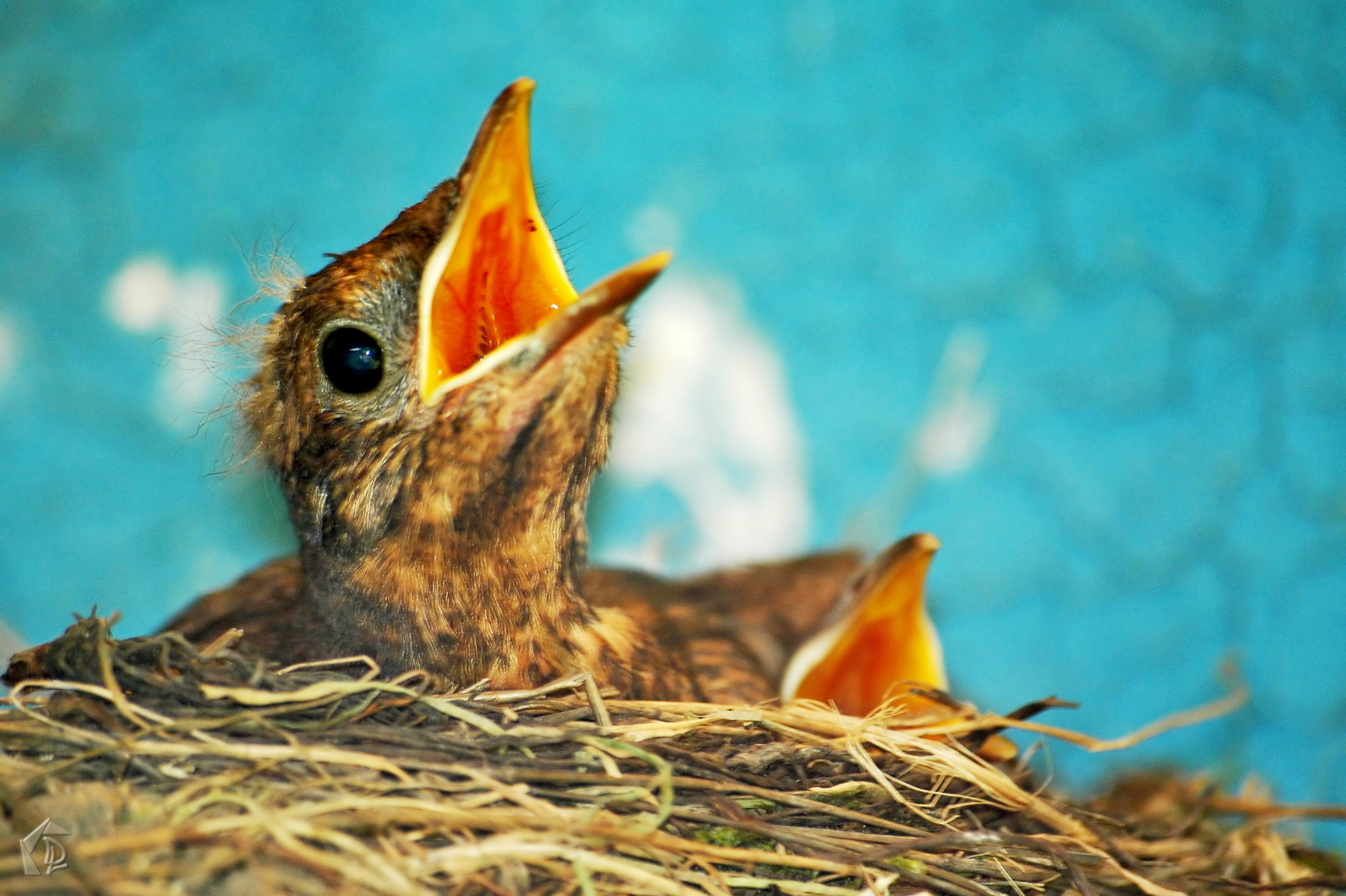 BlackBird