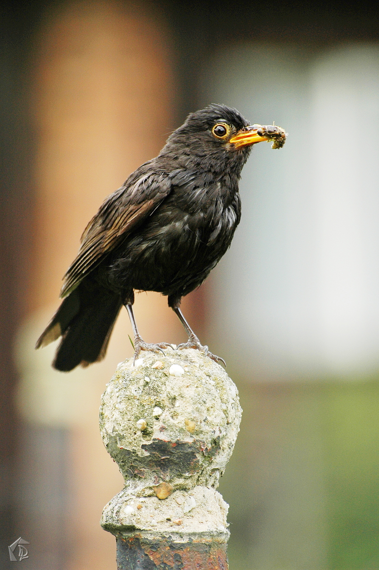 BlackBird