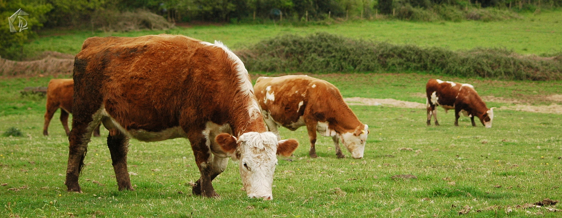 Cow