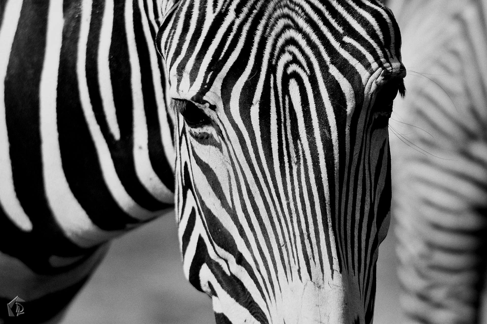 Zebra