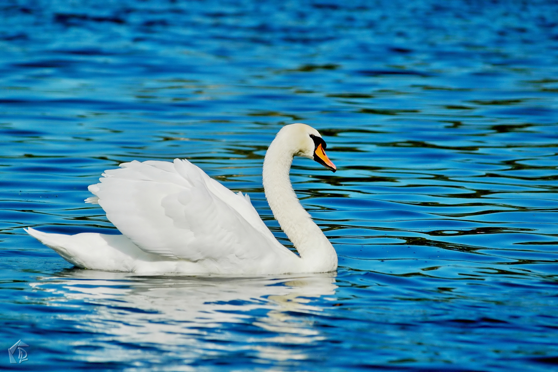 Swan