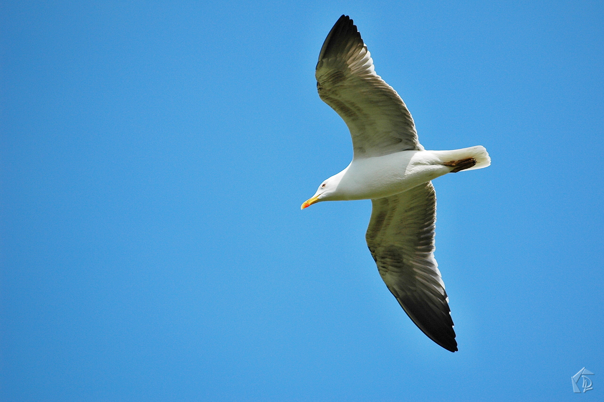 Seagull