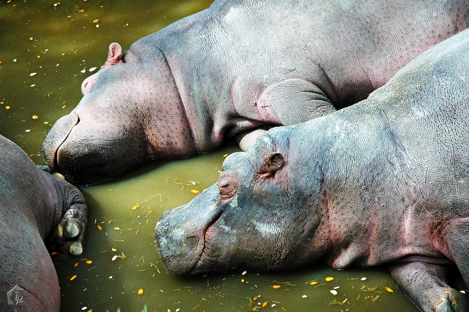 Hippo