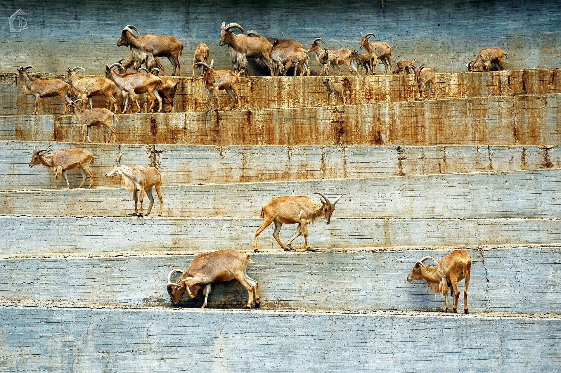 Antelope