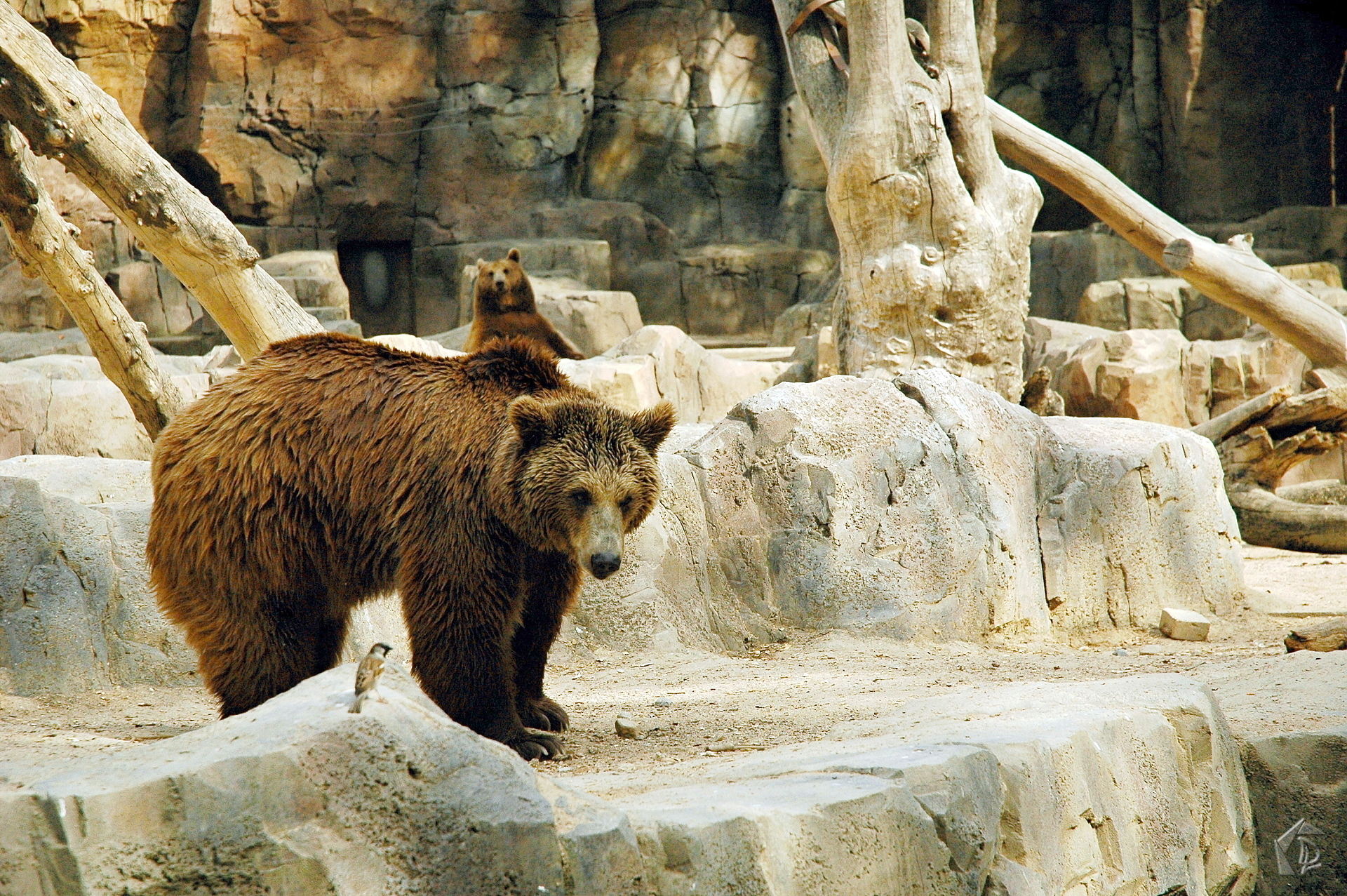 Bear
