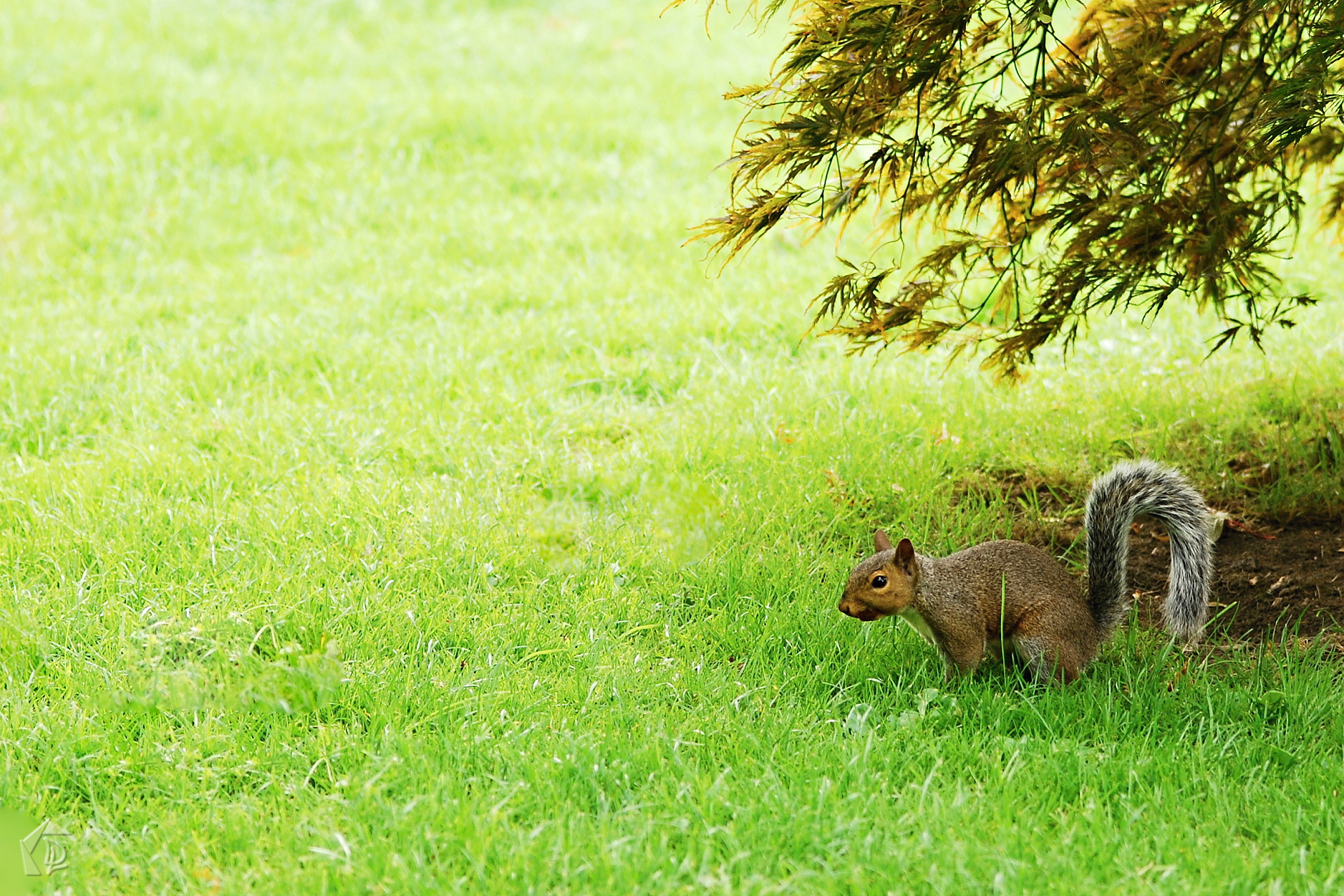 squirrel