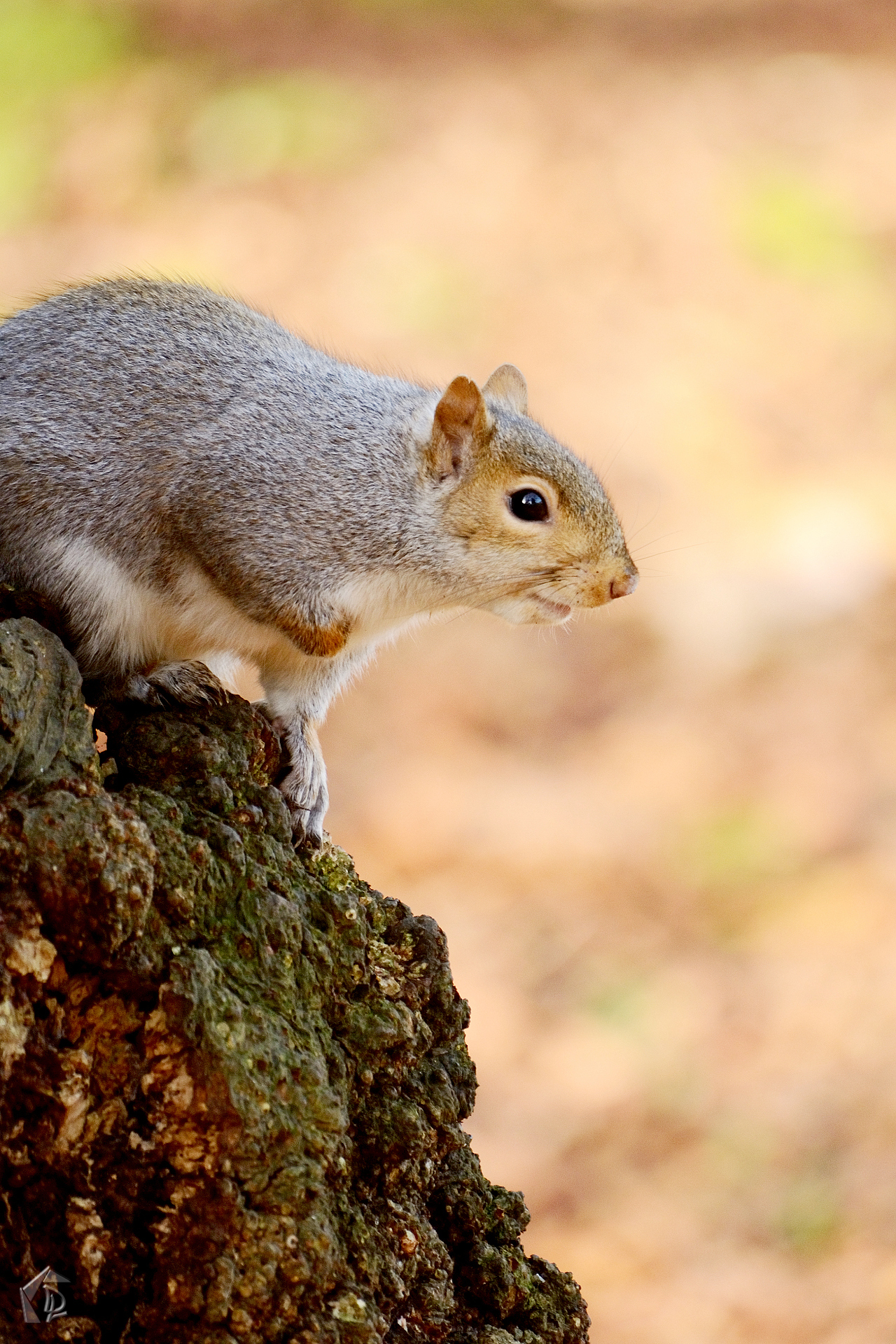 squirrel