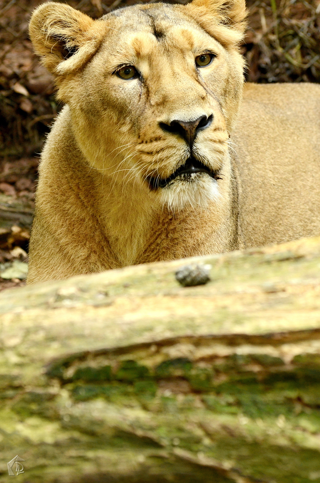 Lioness