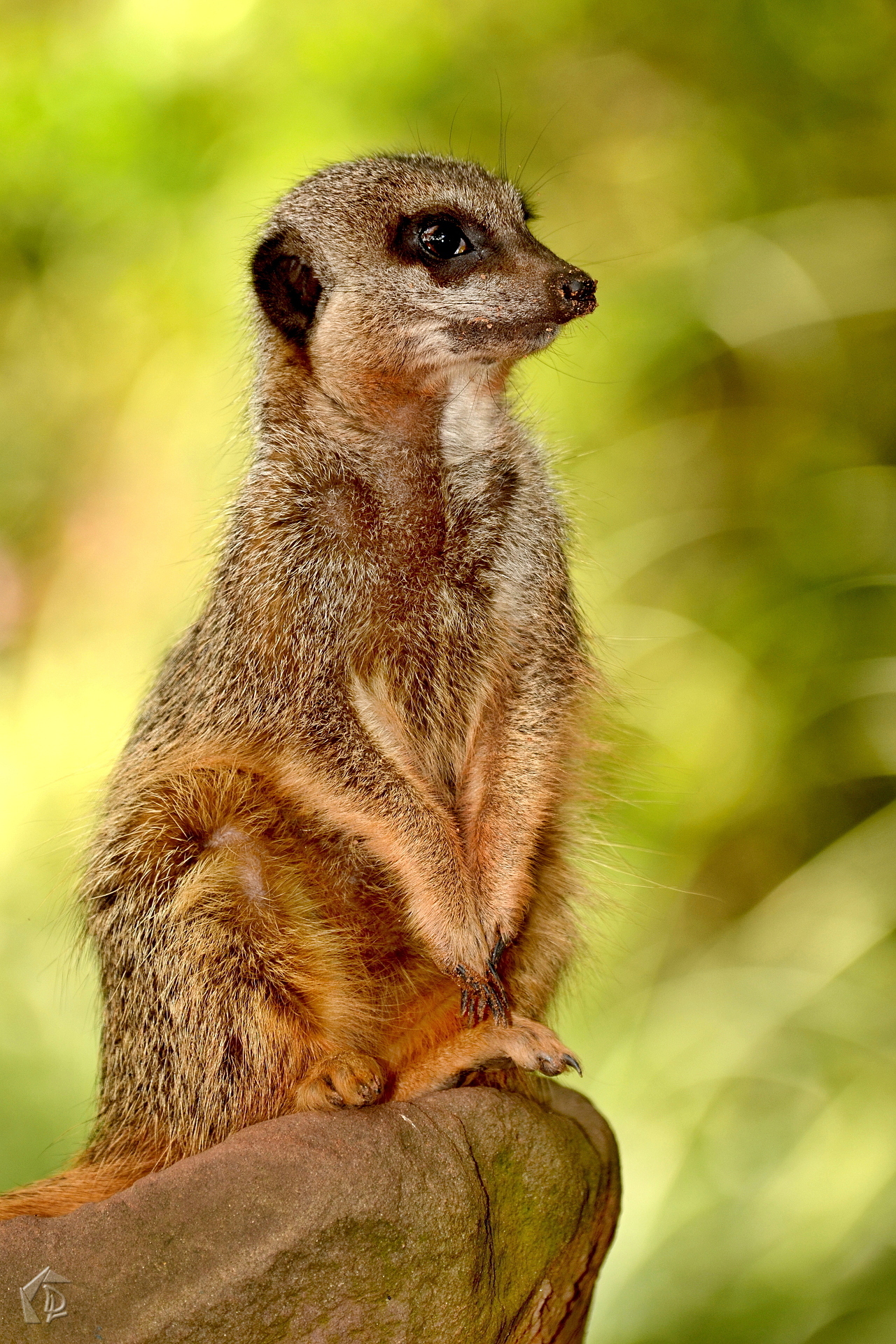 Meerkat