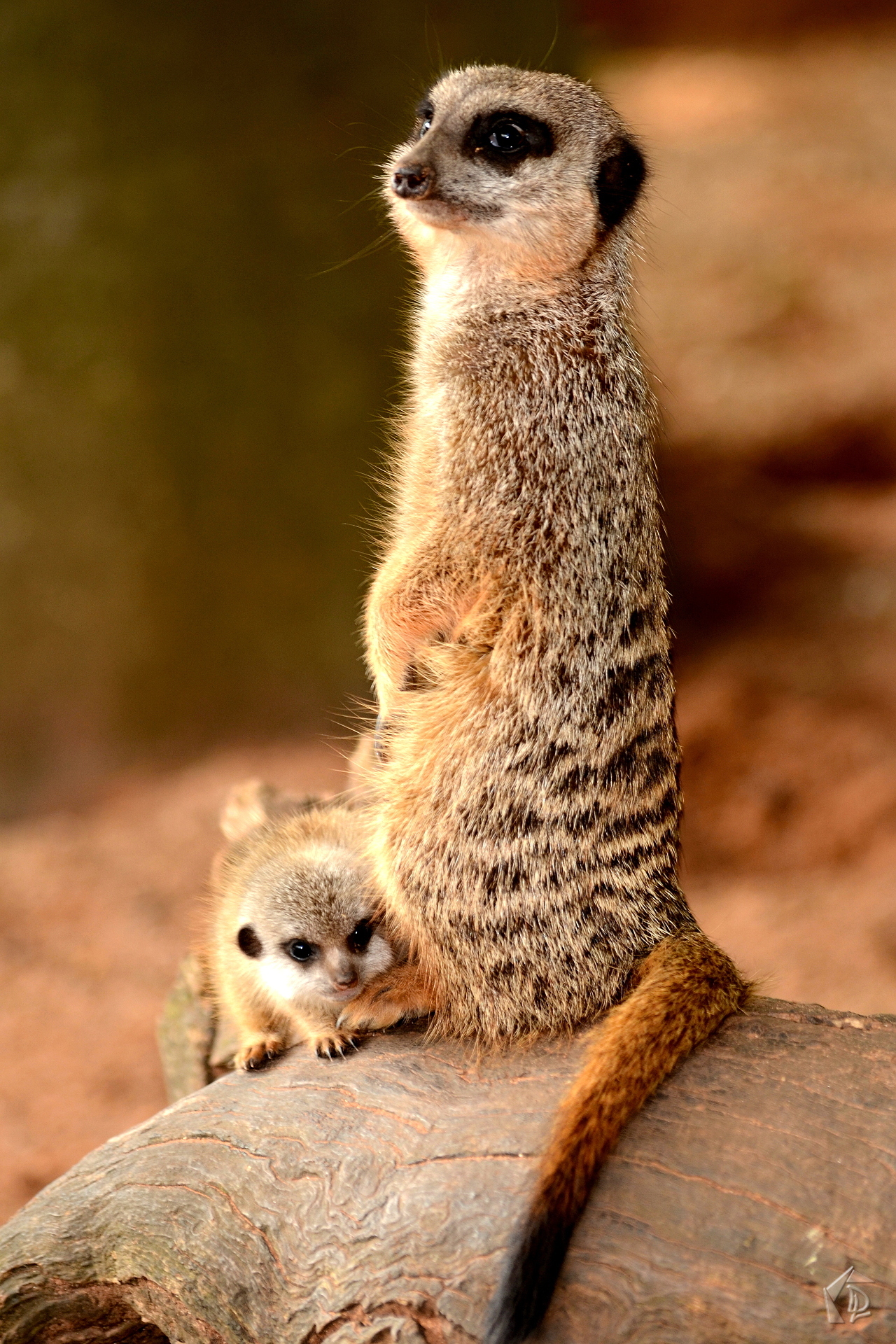 Meerkat