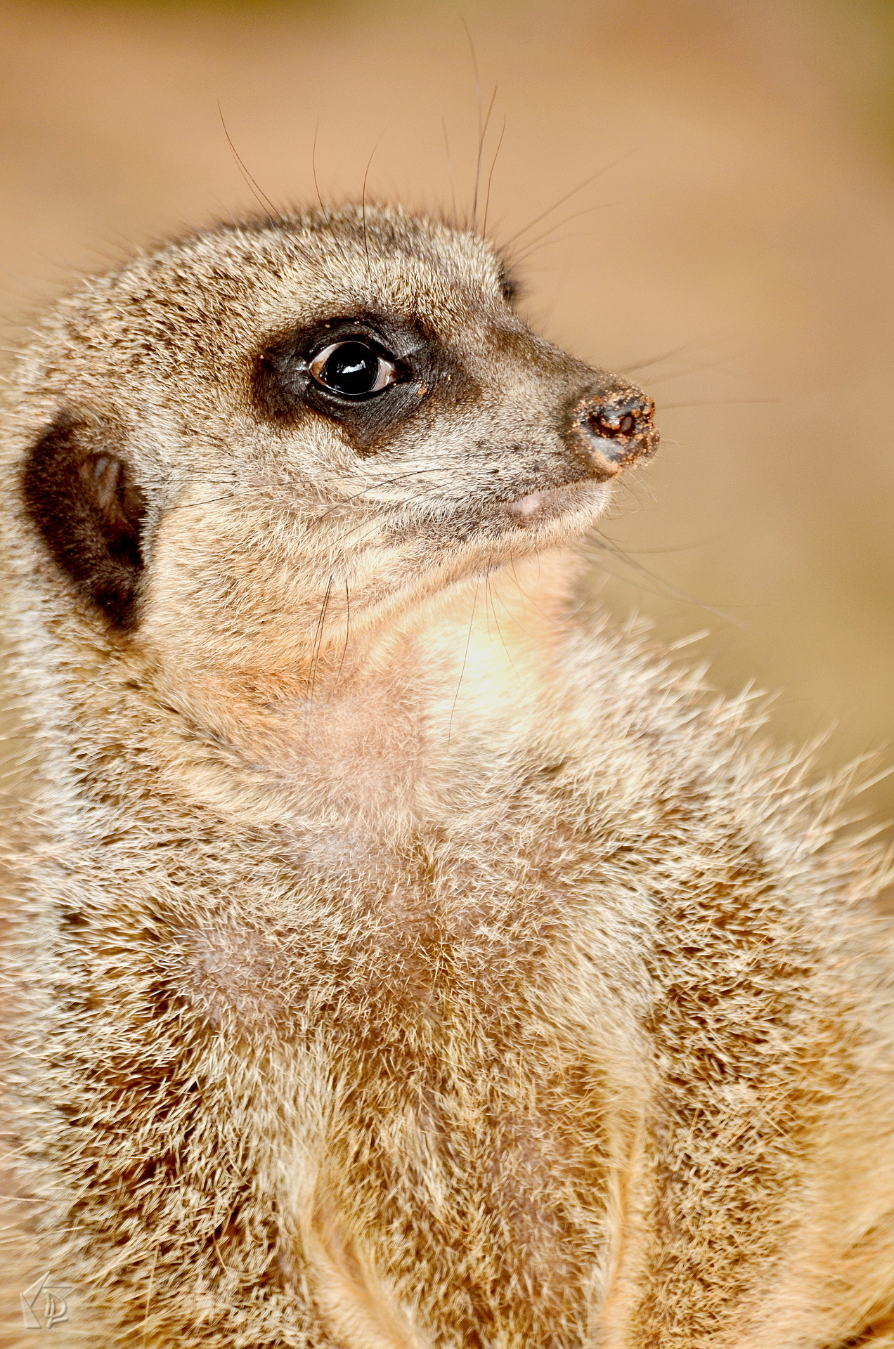 Meerkat