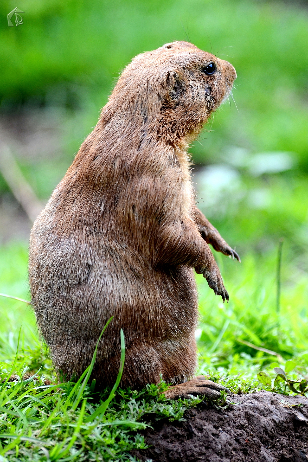 ground squirrel
