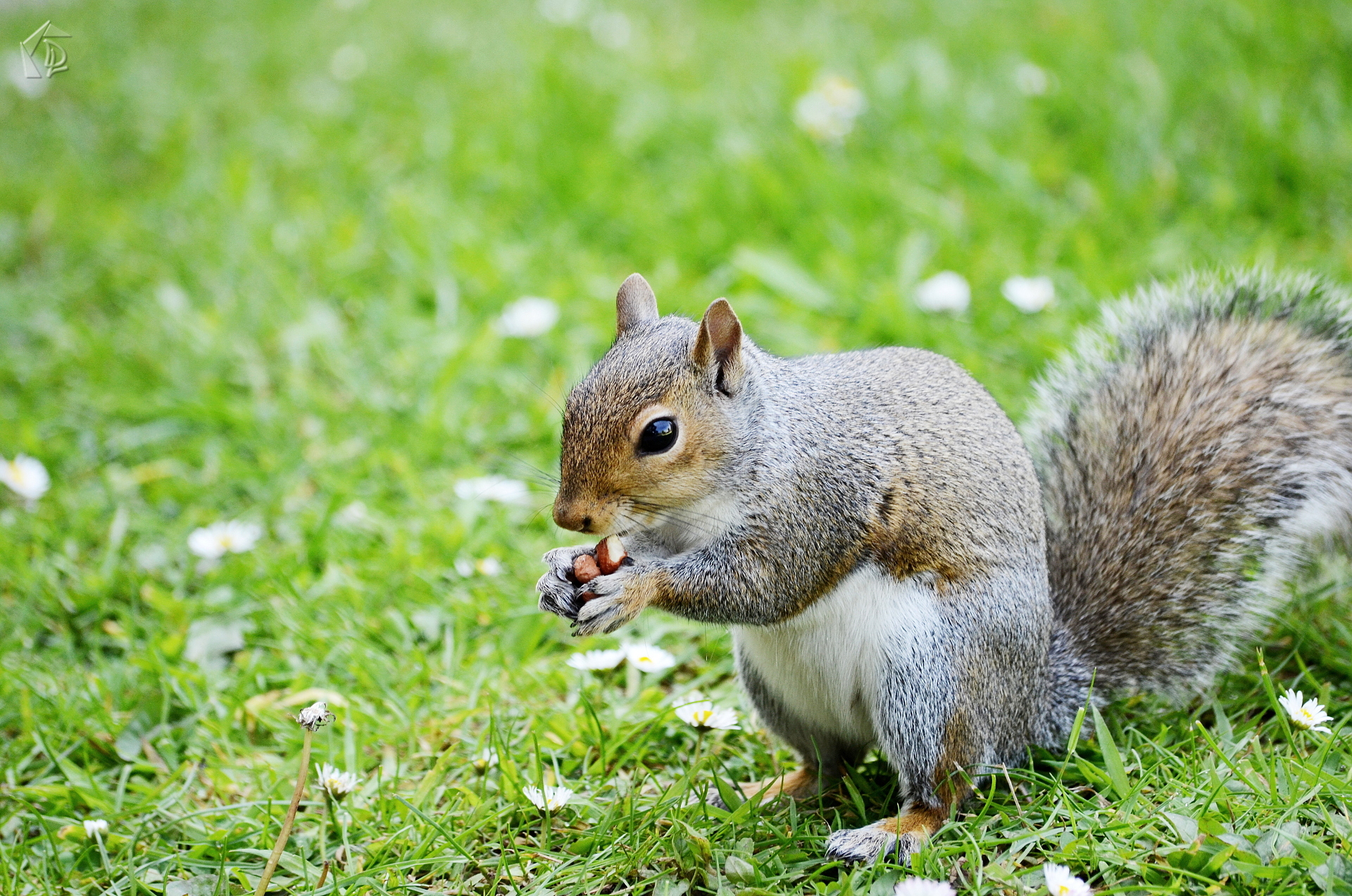 squirrel