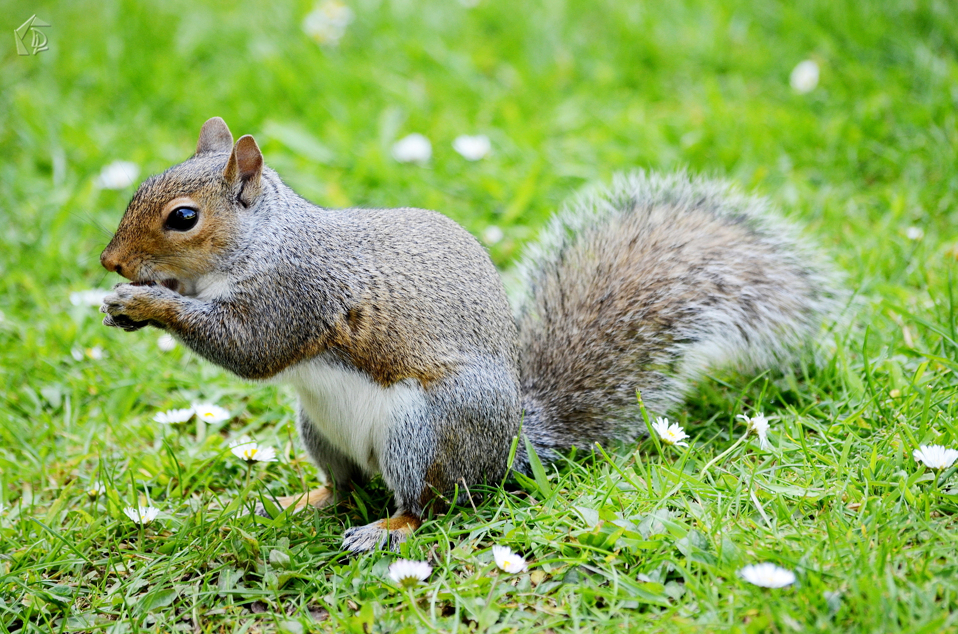 squirrel
