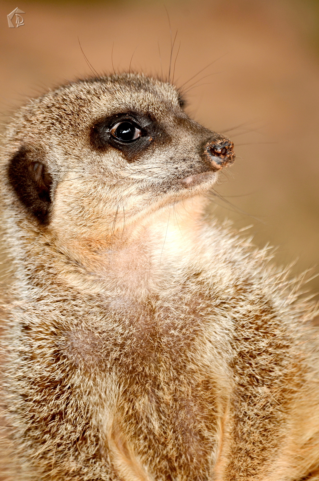 Meerkat