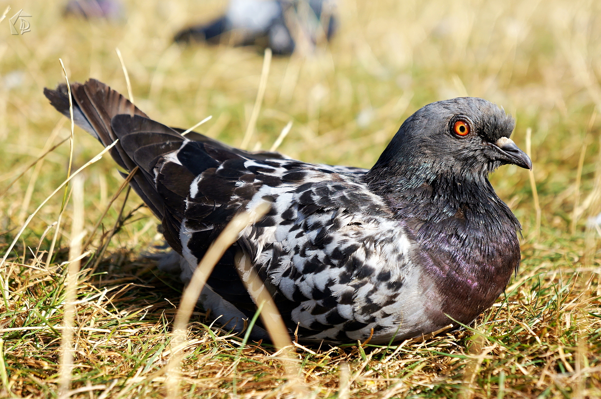 Pigeon
