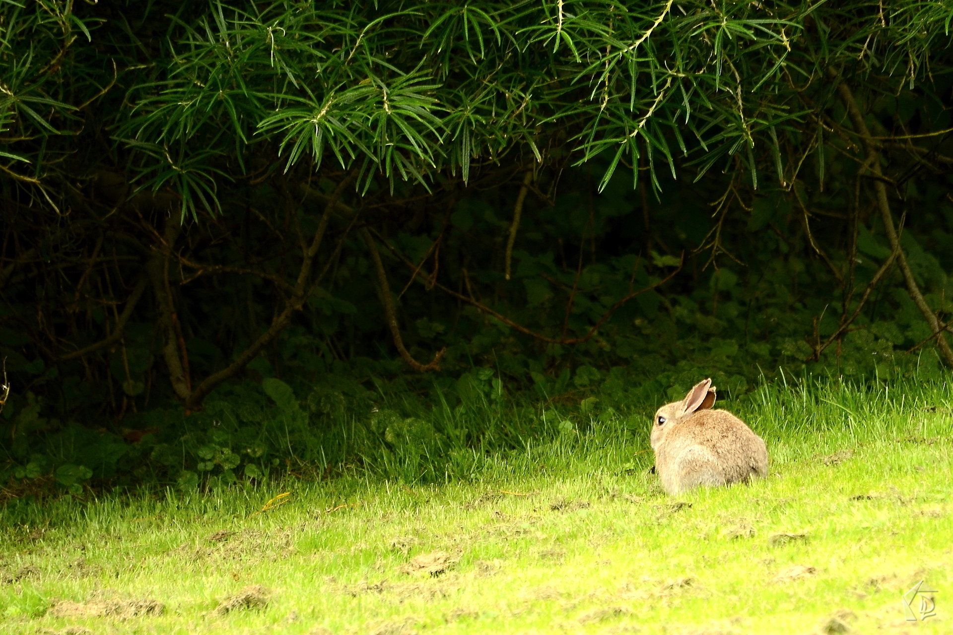 Rabbit