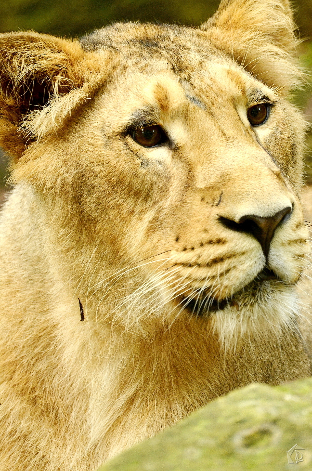 Lioness