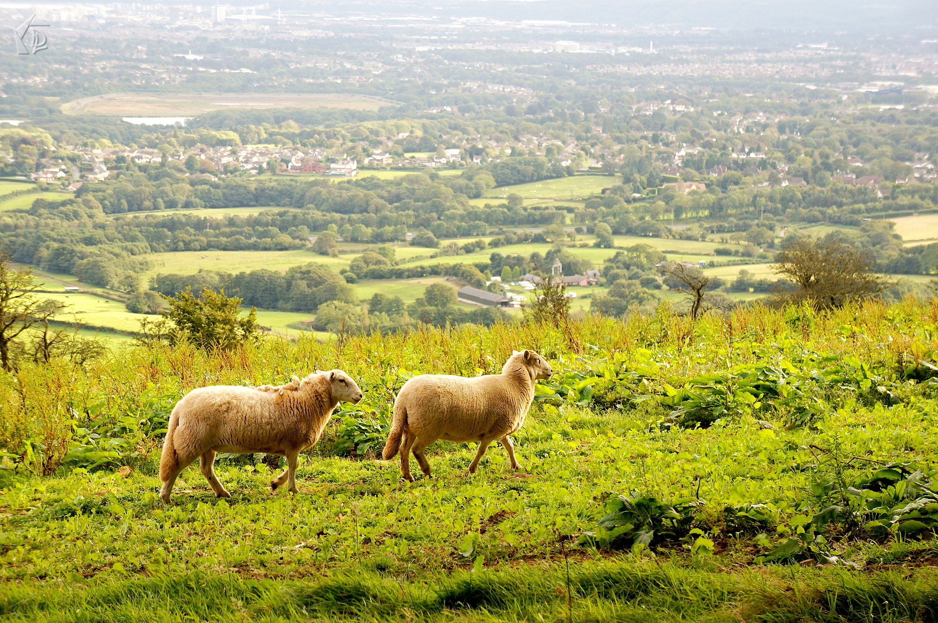 Sheep