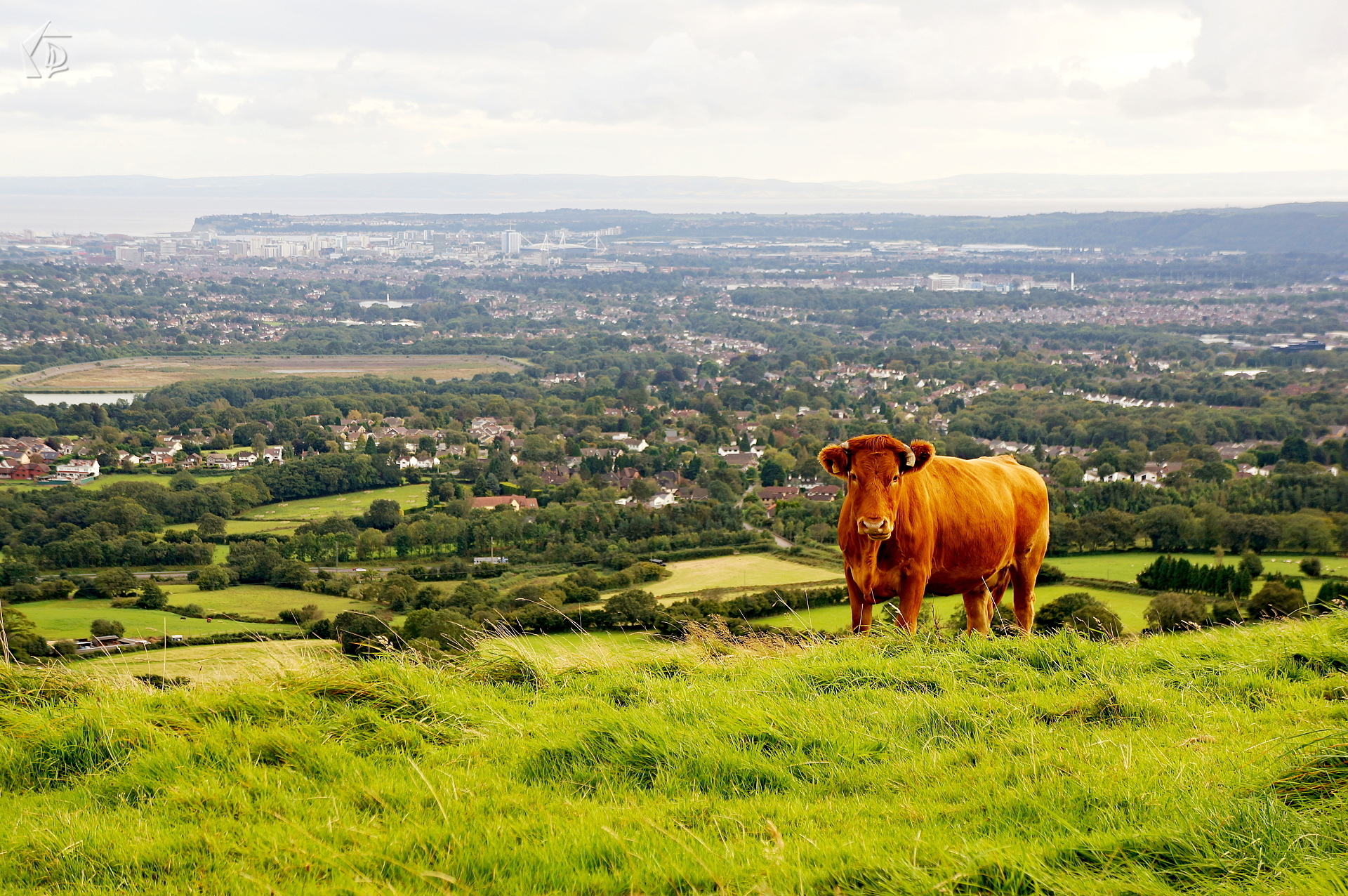Cow