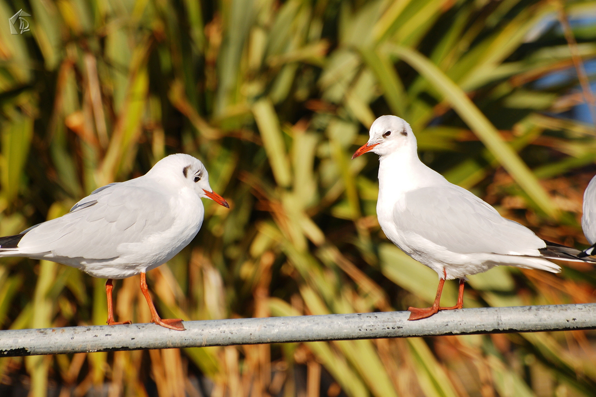Seagull