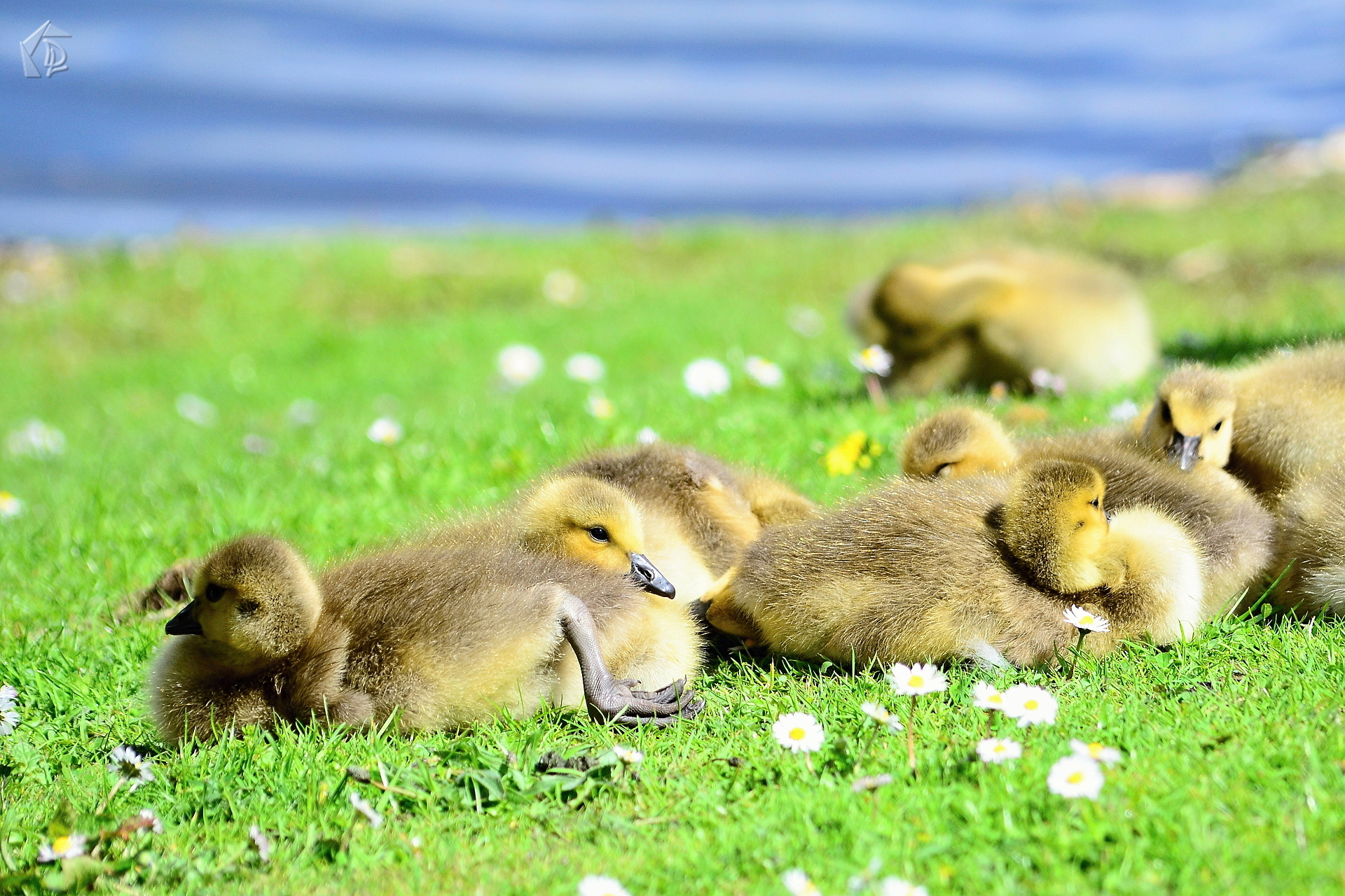 Ducklings