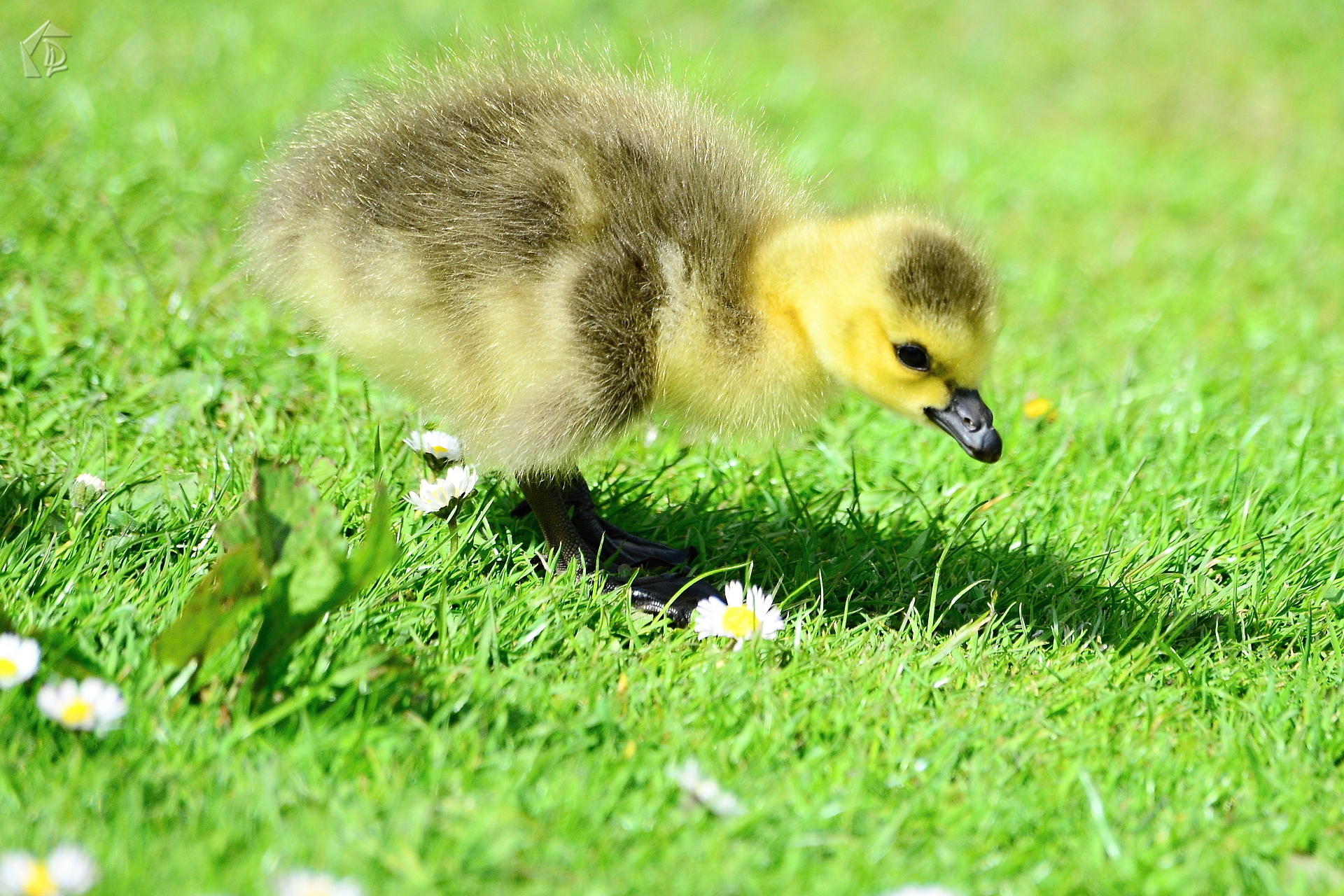 Ducklings