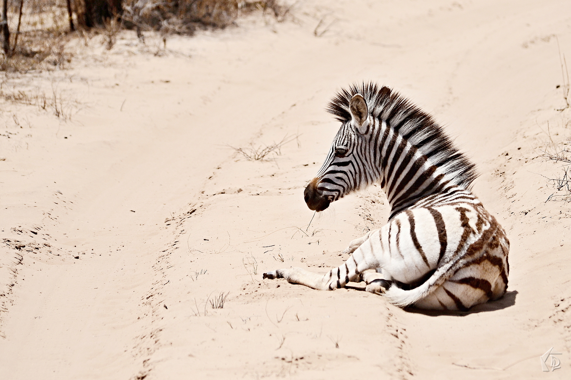 Zebra