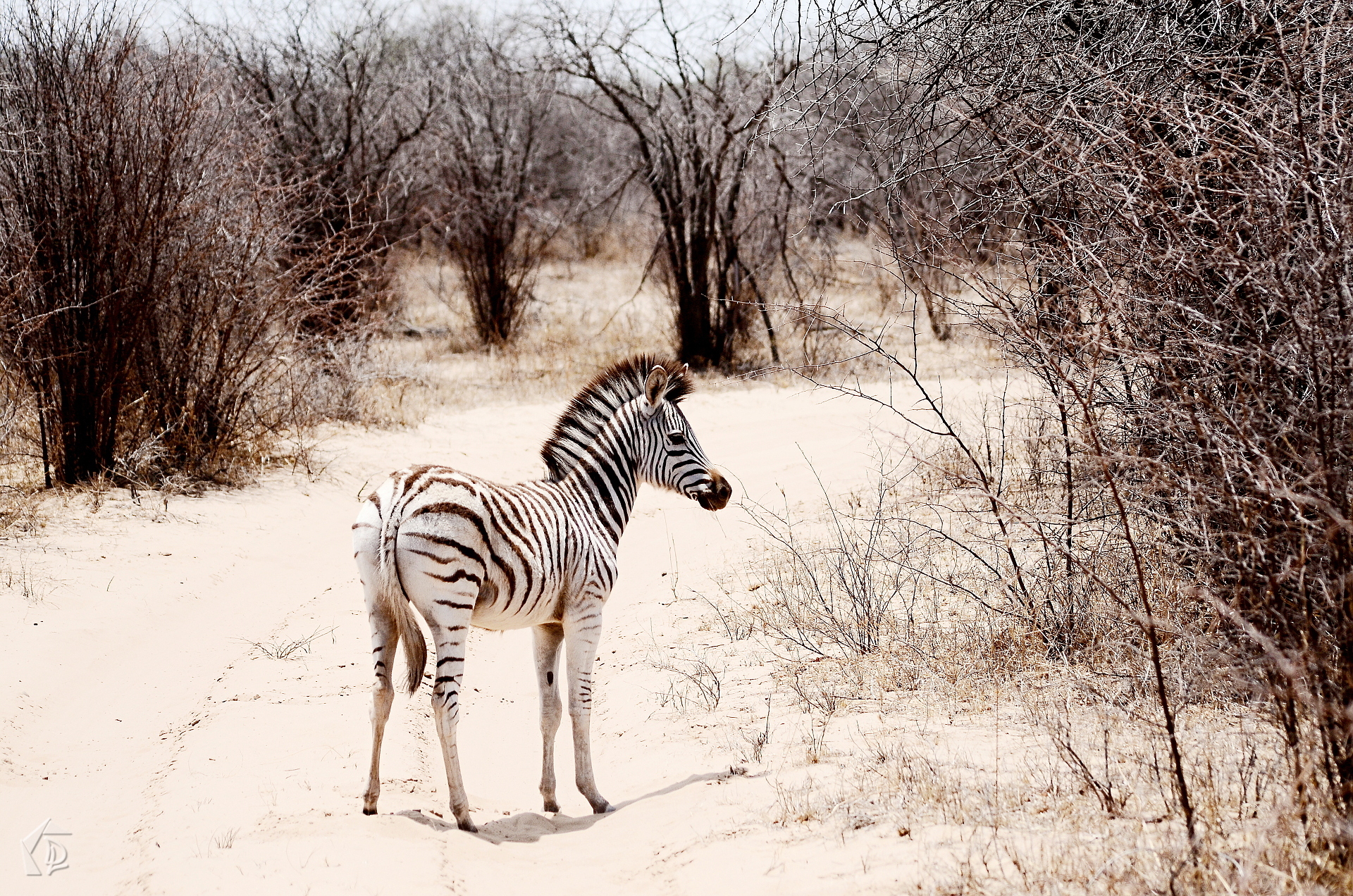 Zebra