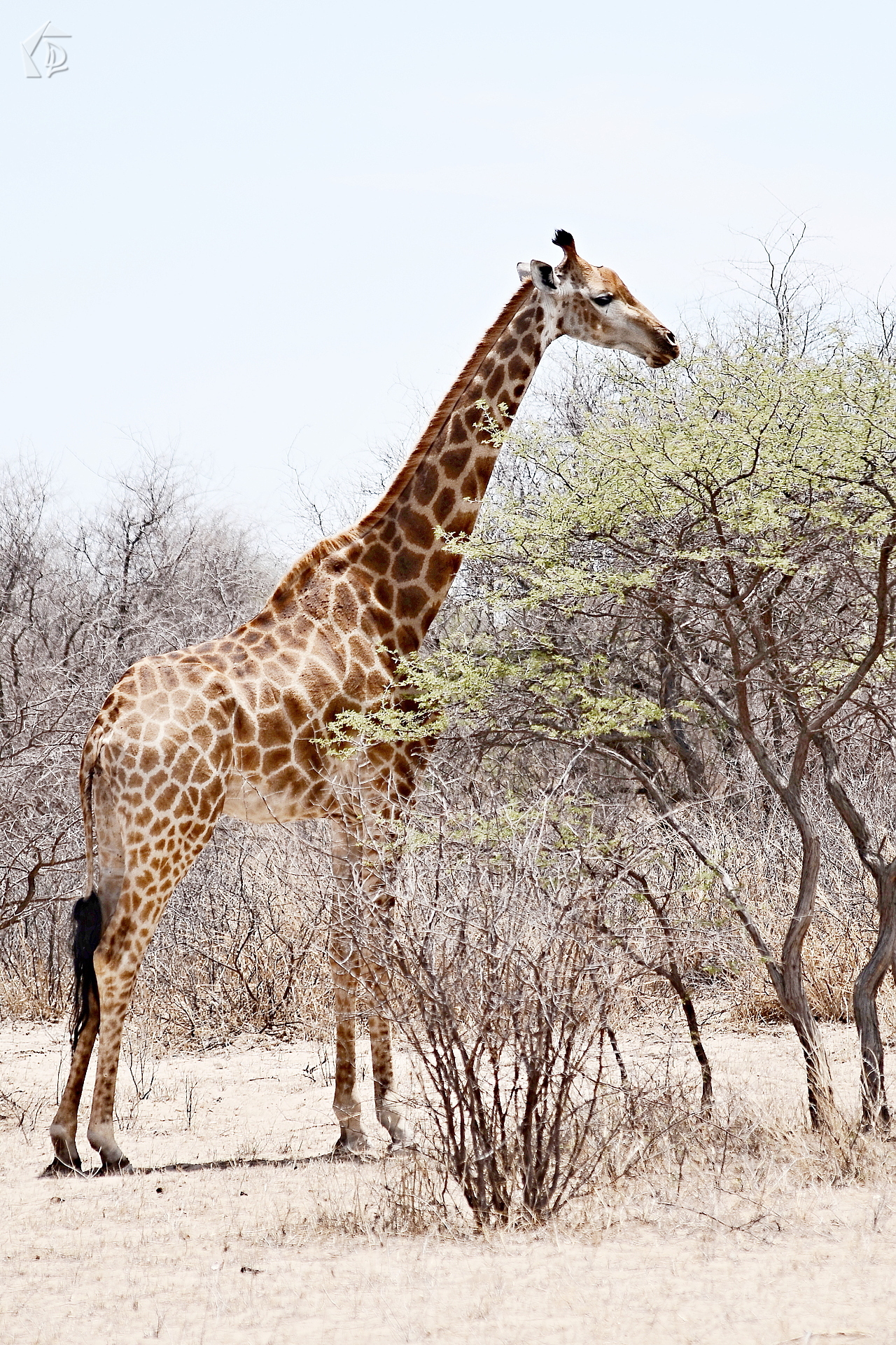 Giraffe