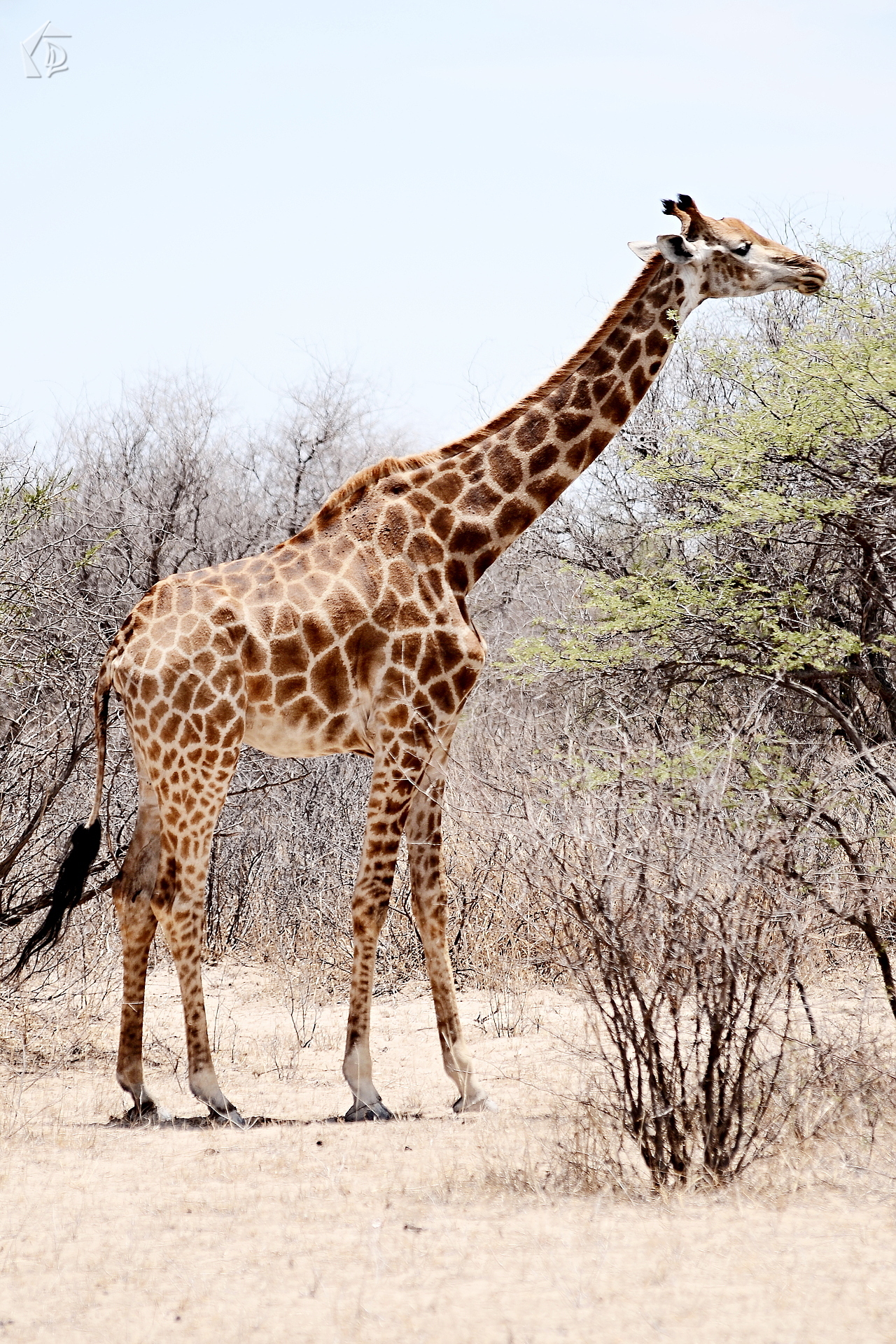 Giraffe