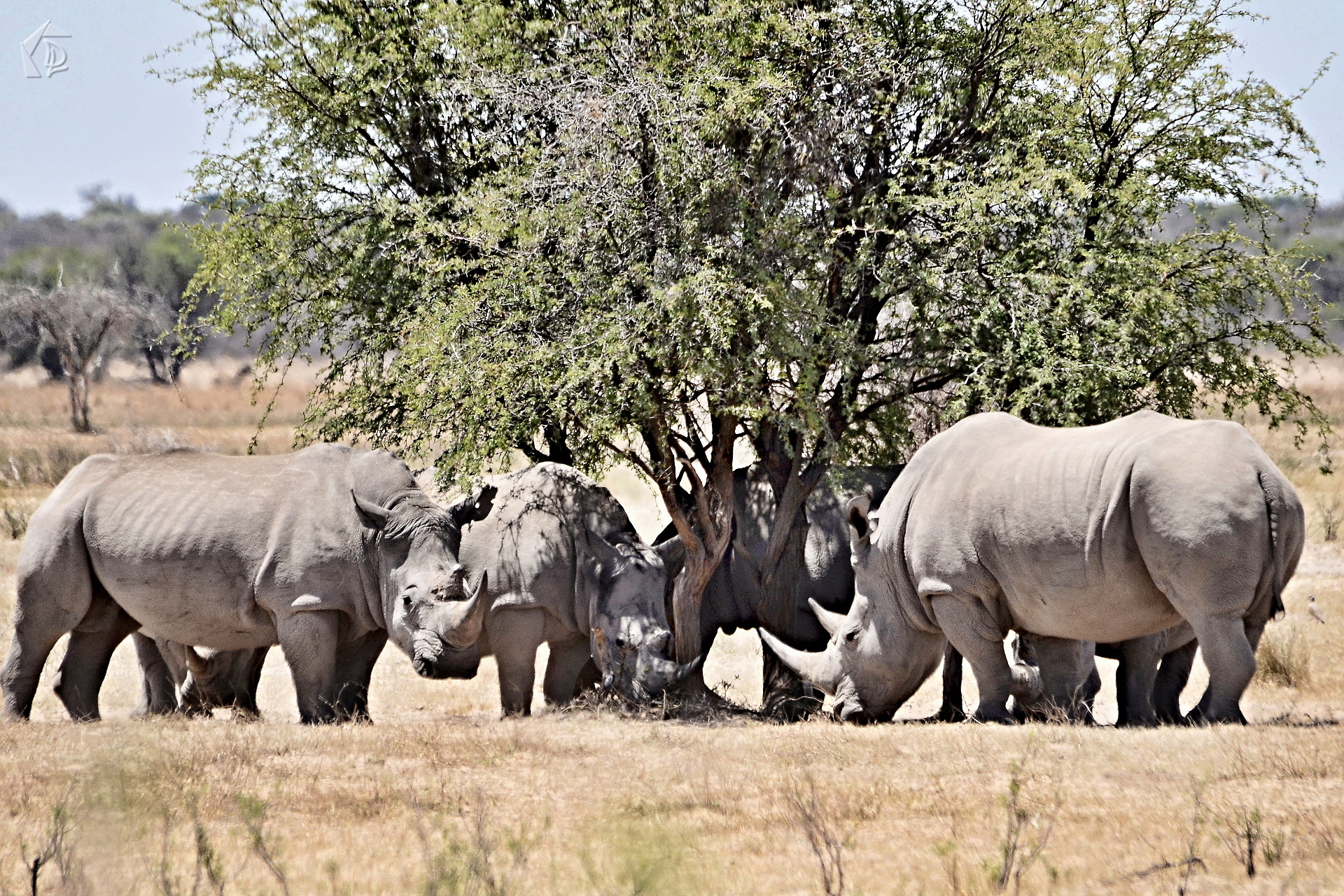 Rhino