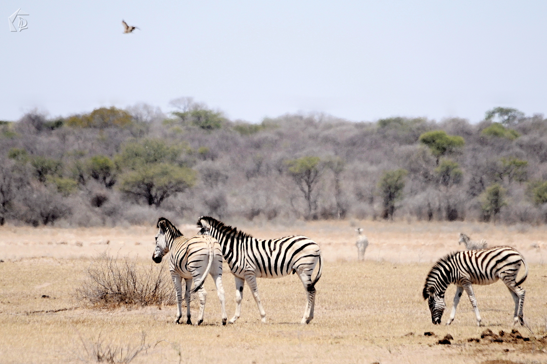 Zebra