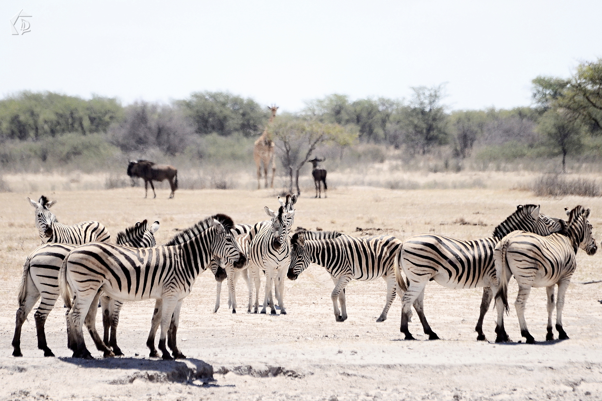 Zebra
